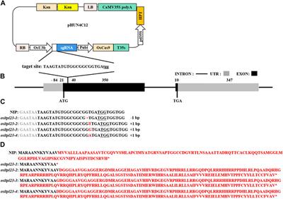 Rice lipid transfer protein, OsLTPL23, controls seed germination by regulating starch-sugar conversion and ABA homeostasis